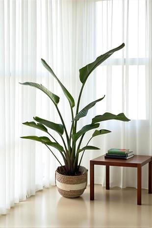 Starliçe 2 Gövdeli Large 130-150Cm (Cennet Kuşu Sterliçya)