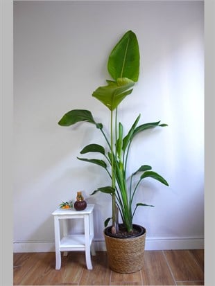Starliçe 3 Gövdeli 160-180 Cm XL Form (Cennet Kuşu)