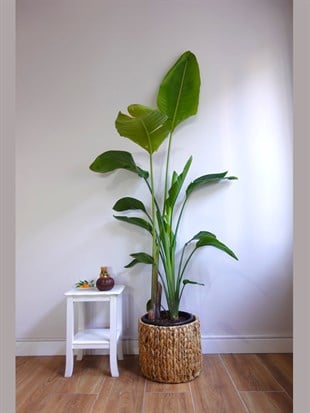 Starliçe 3 Gövdeli 160-180 Cm XL Form (Cennet Kuşu)