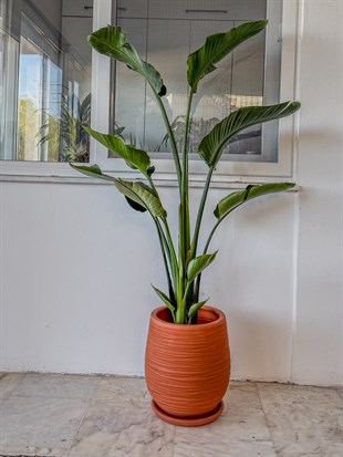 Starliçe 3 Gövdeli 160-180 Cm XL Form (Cennet Kuşu)