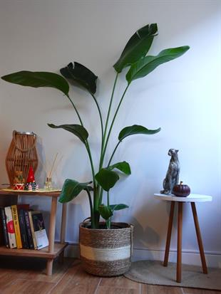 Starliçe 3 Gövdeli 160-180 Cm XL Form (Cennet Kuşu)