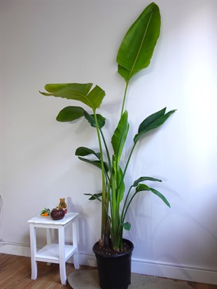 Starliçe 3 Gövdeli 160-180 Cm XL Form (Cennet Kuşu)