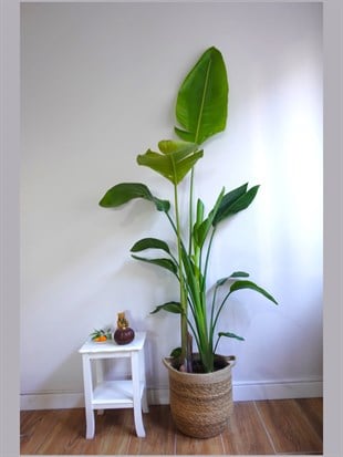 Starliçe 3 Gövdeli 160-180 Cm XL Form (Cennet Kuşu)