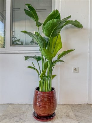 Starliçe 4 Gövdeli XXL 160 - 180 Cm (Cennet Kuşu)