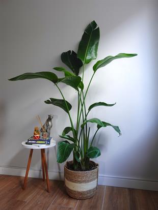 Starliçe 4 Gövdeli XXL 160 - 180 Cm (Cennet Kuşu)