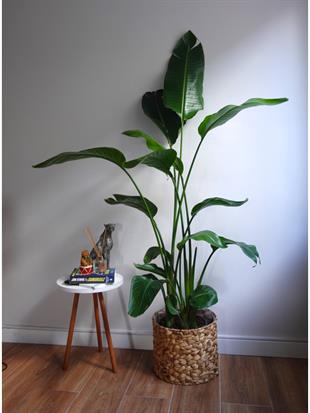 Starliçe 4 Gövdeli XXL 160 - 180 Cm (Cennet Kuşu)