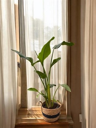 Starliçe (Cennet Kuşu) 3 Gövdeli Large 110 - 130 cm