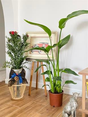 Starliçe (Cennet Kuşu) 3 Gövdeli Large 100 - 120 cm