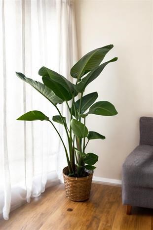 Starliçe (Cennet Kuşu) 3 Gövdeli XL 160-180 Cm