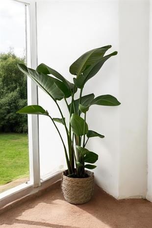 Starliçe (Cennet Kuşu) 3 Gövdeli XL 160-180 Cm