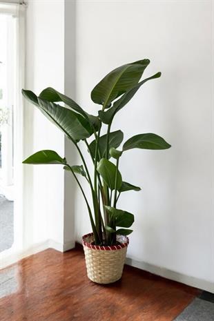 Starliçe (Cennet Kuşu) 3 Gövdeli XL 160-180 Cm