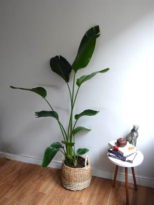 Starliçe 3 Gövdeli 160-180 Cm XL Form (Cennet Kuşu)