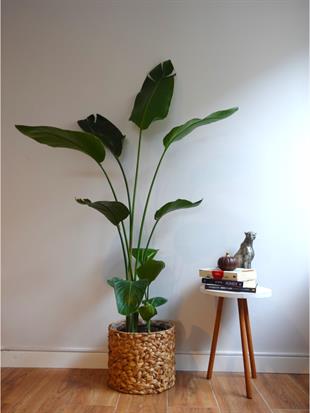 Starliçe 3 Gövdeli 160-180 Cm XL Form (Cennet Kuşu)