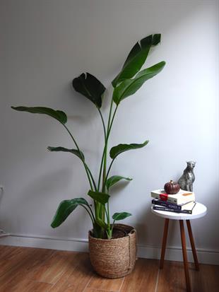 Starliçe 3 Gövdeli 160-180 Cm XL Form (Cennet Kuşu)