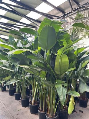 Starliçe (Cennet Kuşu) 3 Gövdeli XXXL 250-280 Cm