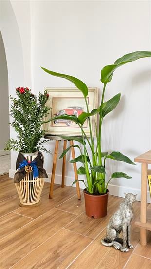 Starliçe (Cennet Kuşu) 3 Gövdeli Large 100 - 120 cm