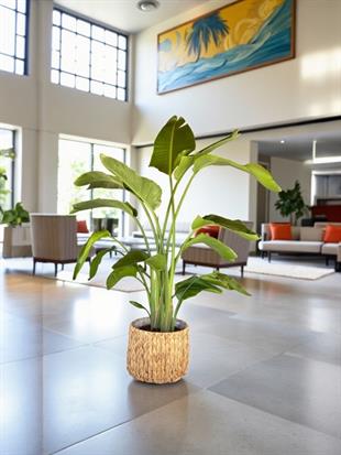 Starliçe (Cennet Kuşu) 4 Gövdeli XXL 160 - 180 Cm