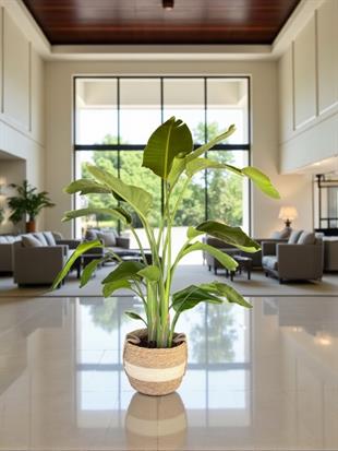 Starliçe (Cennet Kuşu) 4 Gövdeli XXL 160 - 180 Cm