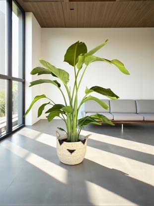 Starliçe (Cennet Kuşu) 4 Gövdeli XXL 160 - 180 Cm