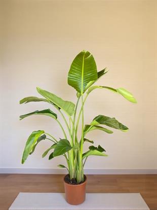 Starliçe (Cennet Kuşu) 4 Gövdeli XXL 160 - 180 Cm