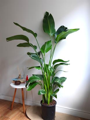 Starliçe (Cennet Kuşu) 6 Gövdeli XXL – 160-180 cm Ekstra Dolgun Form