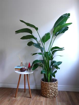 Starliçe (Cennet Kuşu) 6 Gövdeli XXL – 160-180 cm Ekstra Dolgun Form