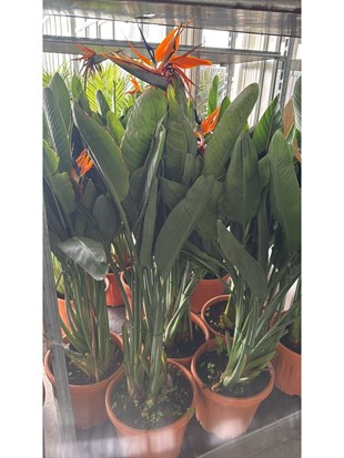 Starliçe Regina 3 Gövdeli 120-130 Cm Form (Cennet Kuşu)