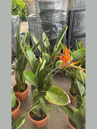 Starliçe Regina 3 Gövdeli 120-130 Cm Form (Cennet Kuşu)