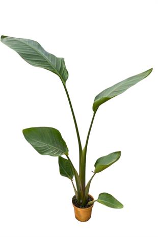 Starliçe Tek Gövdeli 60 Cm (Cennet Kuşu Sterliçya Çiçeği Strelitzia Nicolai)