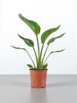 Starliçe Tek Gövdeli 60 Cm (Cennet Kuşu Sterliçya Çiçeği Strelitzia Nicolai)