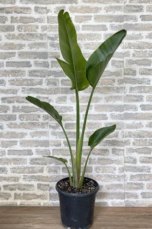 Starliçe Tek Gövdeli Large 130-150 Cm (Cennet Kuşu Sterliçya Çiçeği)