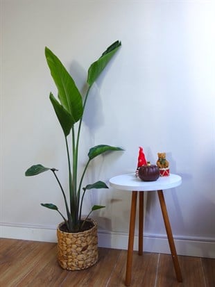 Starliçe Tek Gövdeli Large 130-150 Cm (Cennet Kuşu Sterliçya Çiçeği)