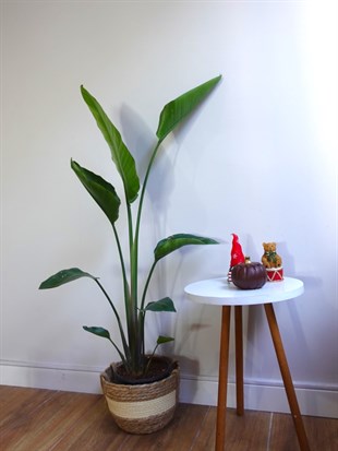 Starliçe Tek Gövdeli Large 130-150 Cm (Cennet Kuşu Sterliçya Çiçeği)