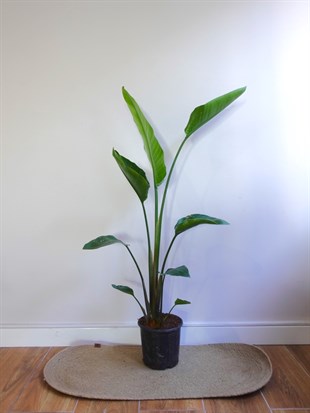 Starliçe Tek Gövdeli Large 130-150 Cm (Cennet Kuşu Sterliçya Çiçeği)