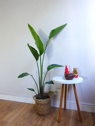 Starliçe Tek Gövdeli Large 130-150 Cm (Cennet Kuşu Sterliçya Çiçeği)