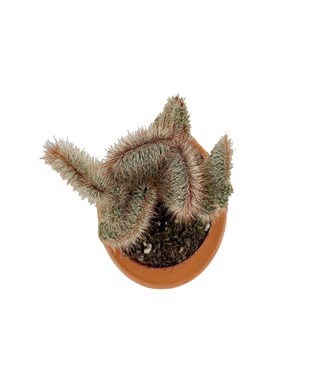 Stenocereus Hollianus Cristata Beyin Kaktüs