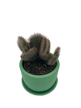 Stenocereus Hollianus Cristata Beyin Kaktüs