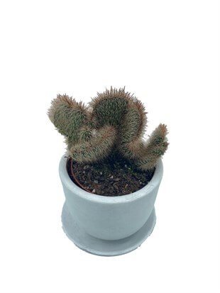 Stenocereus Hollianus Cristata Beyin Kaktüs