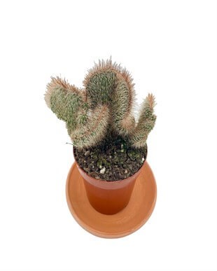 Stenocereus Hollianus Cristata Beyin Kaktüs