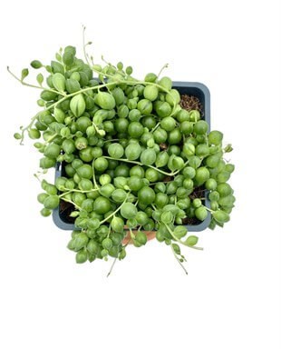Senecio Rowleyanus String of Pearls (Tespih Çiçeği, İnci Tanesi)