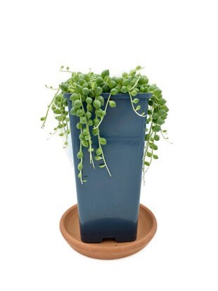 Senecio Rowleyanus String of Pearls (Tespih Çiçeği, İnci Tanesi)