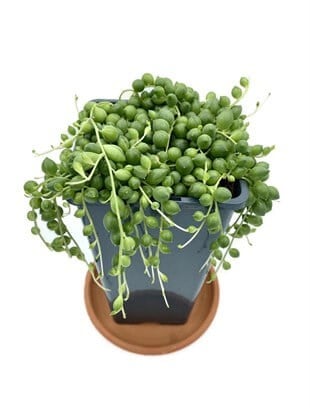 Senecio Rowleyanus String of Pearls (Tespih Çiçeği, İnci Tanesi)