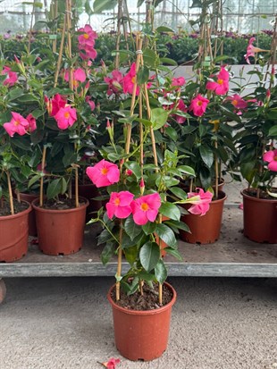 Sundaville-Mandevilla Balkon Sarmaşığı Sandavilla