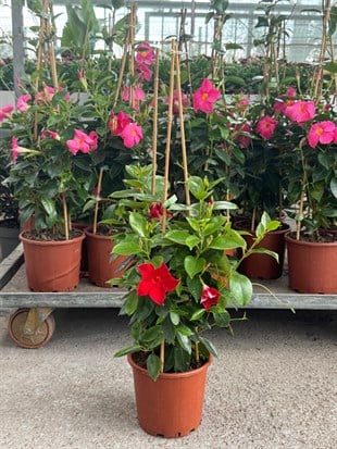 Sundaville-Mandevilla Balkon Sarmaşığı Sandavilla