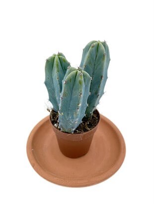 Myrtillocactus Geometrizans Kaktüs