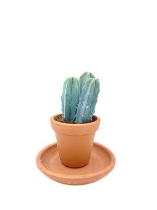 Myrtillocactus Geometrizans Kaktüs