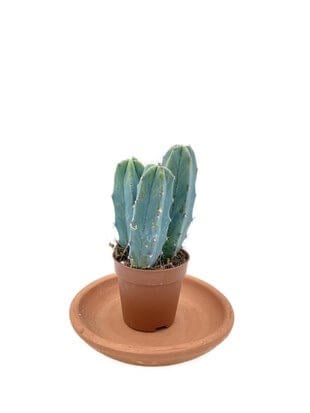 Myrtillocactus Geometrizans Kaktüs