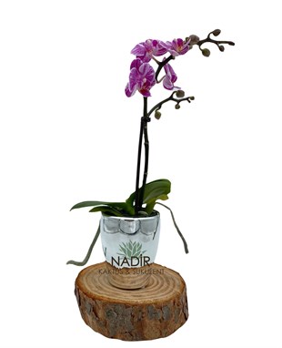 Tek Dallı Mini Orkide