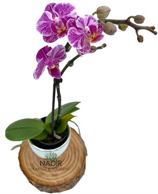 Tek Dallı Mini Orkide
