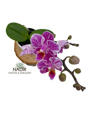 Tek Dallı Mini Orkide